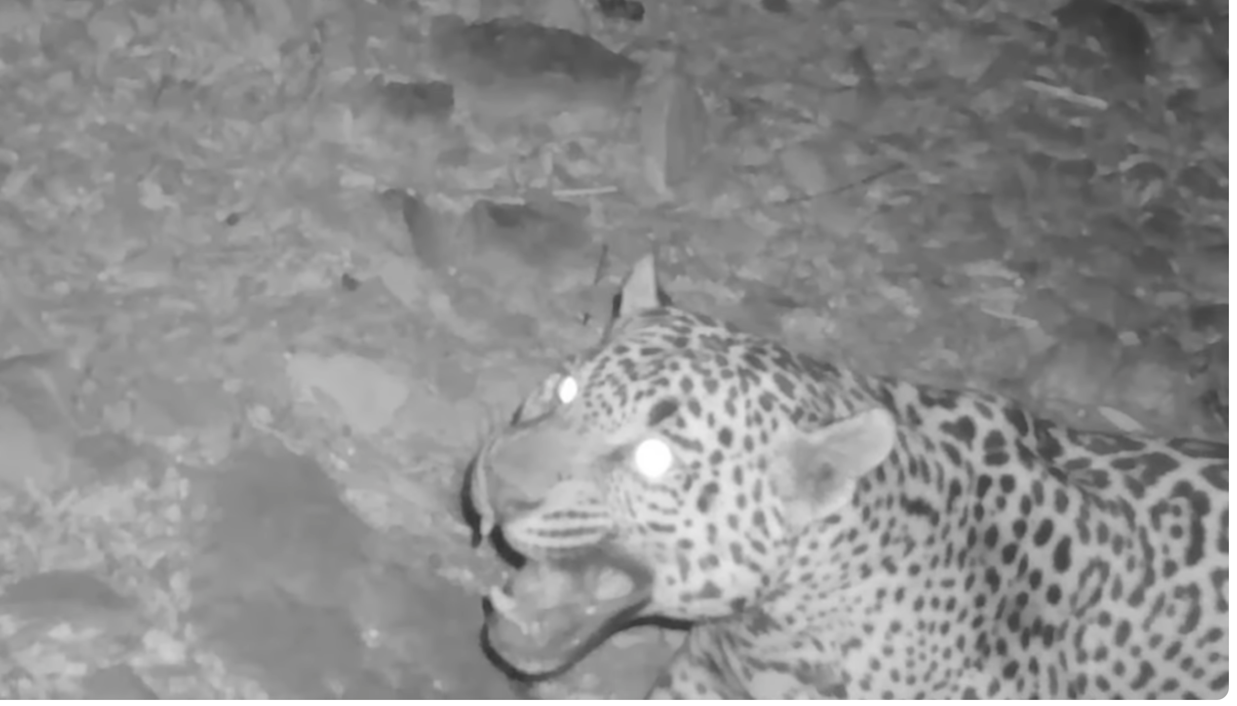 A wildlife photographer captures an image of a jaguar on his trail camera.